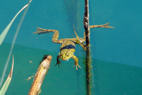 Modrooška žaba trenutak prije nego je nestala u modrilu jezera.